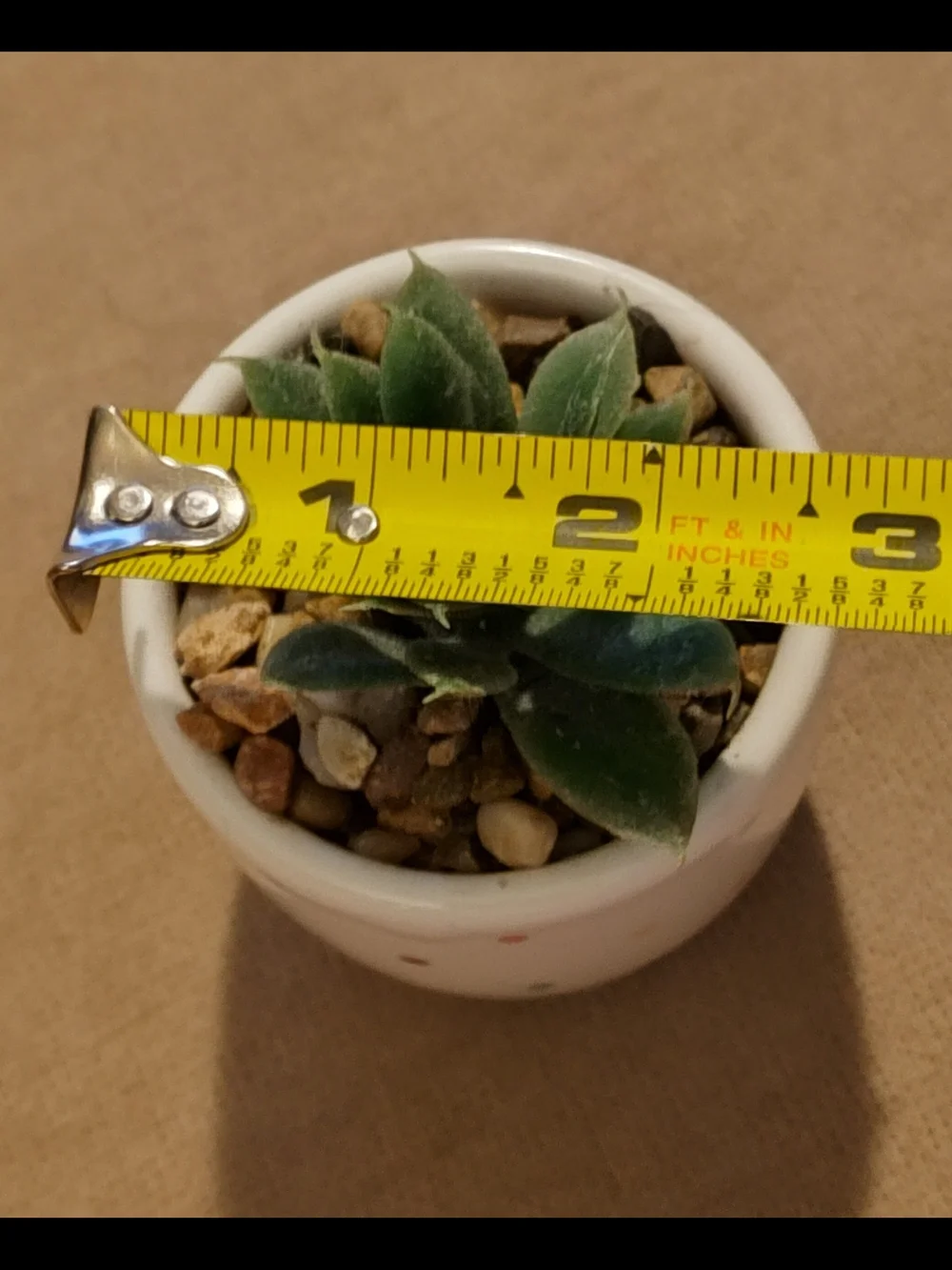 Small Green Succulent in Polka Dot Ceramic Pot